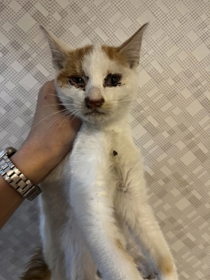 보호중 믹스묘의 가…